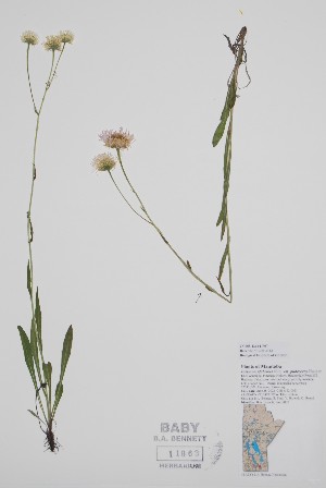  ( - CCDB-42644-F7)  @11 [ ] by (2023) Unspecified B.A. Bennett Herbarium (BABY)