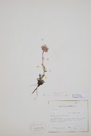  (Erigeron grandiflorus - CCDB-42644-F8)  @11 [ ] by (2023) Unspecified B.A. Bennett Herbarium (BABY)