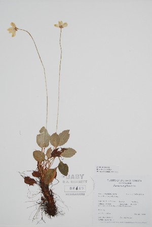  (Parnassia glauca - CCDB-42644-G12)  @11 [ ] by (2023) Unspecified B.A. Bennett Herbarium (BABY)