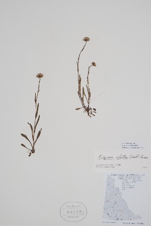  ( - CCDB-42644-G3)  @11 [ ] by (2023) Unspecified B.A. Bennett Herbarium (BABY)