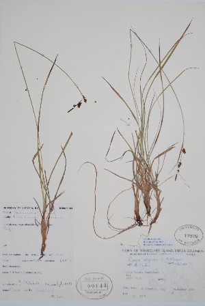  ( - CCDB-42644-G4)  @11 [ ] by (2023) Unspecified B.A. Bennett Herbarium (BABY)