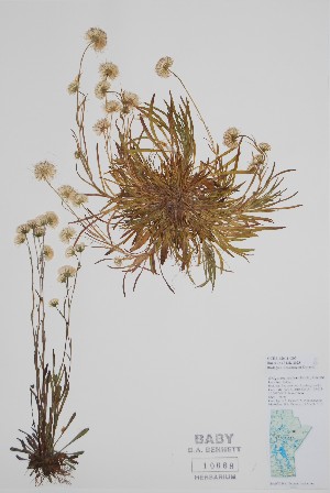  ( - CCDB-42644-G7)  @11 [ ] by (2023) Unspecified B.A. Bennett Herbarium (BABY)