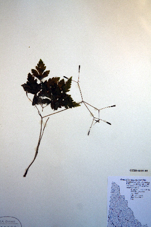  ( - CCDB-18321-B5)  @11 [ ] CreativeCommons - Attribution Non-Commercial Share-Alike (2012) CBG Photography Group Unspecified