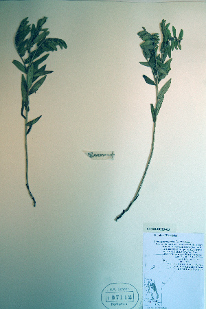  (Lithospermum incisum - CCDB-18325-G3)  @11 [ ] CreativeCommons - Attribution Non-Commercial Share-Alike (2012) CBG Photography Group Unspecified