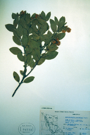  (Arctostaphylos columbiana - CCDB-18329-G6)  @11 [ ] CreativeCommons - Attribution Non-Commercial Share-Alike (2012) CBG Photography Group Unspecified