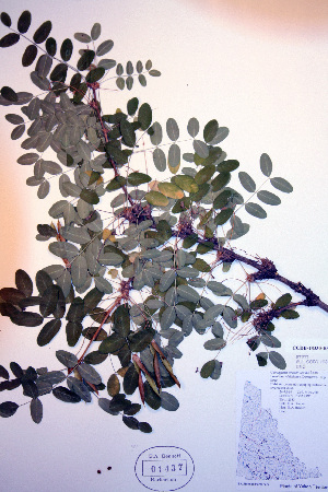  ( - CCDB-18330-B3)  @11 [ ] CreativeCommons - Attribution Non-Commercial Share-Alike (2012) CBG Photography Group Unspecified