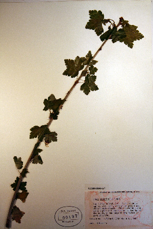  (Ribes divaricatum - CCDB-18341-G7)  @11 [ ] CreativeCommons - Attribution Non-Commercial Share-Alike (2012) CBG Photography Group Unspecified