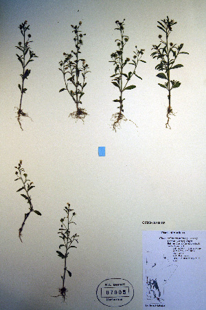  (Chaenorhinum - CCDB-18342-D3)  @11 [ ] CreativeCommons - Attribution Non-Commercial Share-Alike (2012) CBG Photography Group Unspecified