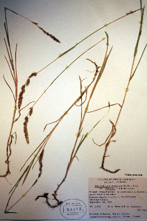  (Muhlenbergia glomerata - CCDB-18344-H10)  @11 [ ] CreativeCommons - Attribution Non-Commercial Share-Alike (2012) CBG Photography Group Unspecified