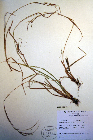  (Carex conoidea - CCDB-18345-D3)  @11 [ ] CreativeCommons - Attribution Non-Commercial Share-Alike (2012) CBG Photography Group Unspecified
