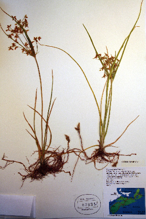  (Cyperus dentatus - CCDB-18345-C9)  @11 [ ] CreativeCommons - Attribution Non-Commercial Share-Alike (2012) CBG Photography Group Unspecified