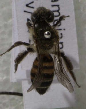  (Andrena PAK01 - CCDB-15252 H04)  @14 [ ] CreativeCommons - Attribution Non-Commercial Share-Alike (2012) Packer Collection York University York University