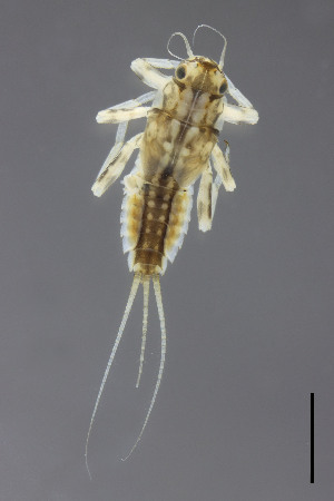  ( - CZEP-289)  @11 [ ] CreativeCommons - Attribution Non-Commercial Share-Alike (2026) Academy of Sciences of the Czech Republic-Biology Centre Academy of Sciences of the Czech Republic, Biology Centre