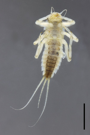  ( - CZEP-289)  @11 [ ] CreativeCommons - Attribution Non-Commercial Share-Alike (2026) Academy of Sciences of the Czech Republic-Biology Centre Academy of Sciences of the Czech Republic, Biology Centre