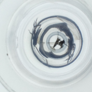  ( - CARM_033_A3)  @11 [ ] by  Genome Research Ltd as Wellcome Sanger Institute Genome Research Limited operating as Wellcome Sanger Institute