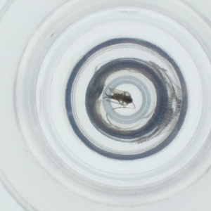  ( - CARM_033_C4)  @11 [ ] by  Genome Research Ltd as Wellcome Sanger Institute Genome Research Limited operating as Wellcome Sanger Institute