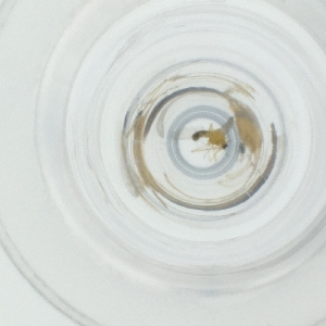  ( - CARM_035_A8)  @11 [ ] by  Genome Research Ltd as Wellcome Sanger Institute Genome Research Limited operating as Wellcome Sanger Institute