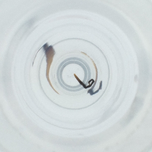  ( - CARM_047_E1)  @11 [ ] by (2023) Genome Research Ltd as Wellcome Sanger Institute Genome Research Limited operating as Wellcome Sanger Institute