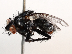  ( - BIOUG73901-H02)  @11 [ ] CreativeCommons - Attribution (2021) CBG Photography Group Centre for Biodiversity Genomics