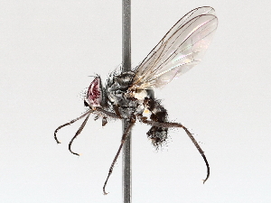  ( - BIOUG73902-C07)  @11 [ ] CreativeCommons - Attribution (2021) CBG Photography Group Centre for Biodiversity Genomics