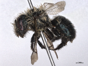  ( - BIOUG85292-C02)  @11 [ ] CreativeCommons - Attribution (2022) CBG Photography Group Centre for Biodiversity Genomics