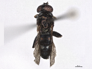  ( - BIOUG85292-E06)  @11 [ ] CreativeCommons - Attribution Non-Commercial Share-Alike (2022) CBG Photography Group Centre for Biodiversity Genomics