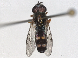  ( - BIOUG85292-G11)  @11 [ ] CreativeCommons - Attribution (2022) CBG Photography Group Centre for Biodiversity Genomics
