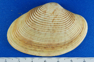  (Paphia - HB080307)  @14 [ ] Unspecified (default): All Rights Reserved  Unspecified Unspecified