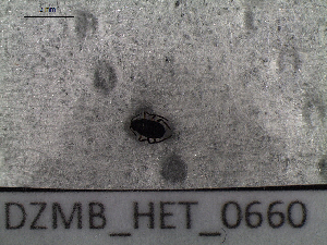  ( - DZMB_HET_0660)  @12 [ ] CreativeCommons - Attribution Non-Commercial Share-Alike (2016) Nadine Lange Carl von Ossietzky University