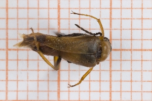  (Stenoria apicalis - RM3_1164)  @11 [ ] (by-nc-nd) (2025) Unspecified Universit&agrave; degli Studi Roma Tre