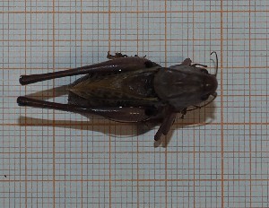  (Decticus aprutianus - RM3_1207)  @11 [ ] (by-nc-nd) (2025) Unspecified Università degli Studi Roma Tre