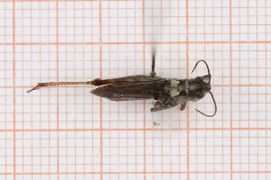  (Myrmeleotettix antennatus - RM3_1230)  @11 [ ] (by-nc-nd) (2025) Unspecified Università degli Studi Roma Tre