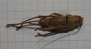  ( - RM3_1277)  @11 [ ] (by-nc-nd) (2025) Unspecified Universit&agrave; degli Studi Roma Tre