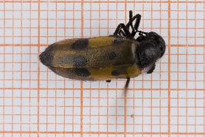  ( - RM3_1479)  @11 [ ] (by-nc-nd) (2025) Unspecified Università degli Studi Roma Tre