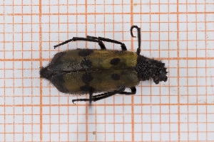  ( - RM3_1486)  @11 [ ] (by-nc-nd) (2025) Unspecified Università degli Studi Roma Tre