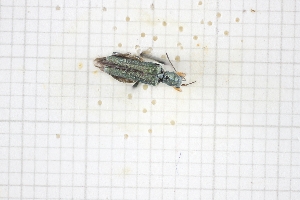  (Oedemera basipes - RM3_222)  @11 [ ] (by-nc-nd) (2025) Unspecified Università degli Studi Roma Tre