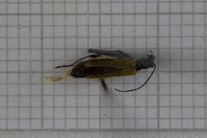  (Oedemera flavipennis - RM3_233)  @11 [ ] (by-nc-nd) (2025) Unspecified Università degli Studi Roma Tre