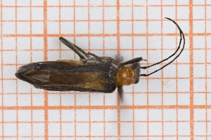  (Oedemera melanopyga - RM3_428)  @11 [ ] (by-nc-nd) (2025) Unspecified Università degli Studi Roma Tre