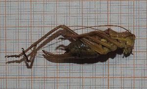  ( - RM3_1277)  @11 [ ] (by-nc-nd) (2025) Unspecified Universit&agrave; degli Studi Roma Tre