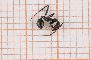  (Aphaenogaster sp. 3 - RM3_823)  @11 [ ] (by-nc-nd) (2025) Unspecified Università degli Studi Roma Tre