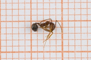  (Aphaenogaster peloponnesiaca - RM3_828)  @11 [ ] (by-nc-nd) (2025) Unspecified Università degli Studi Roma Tre