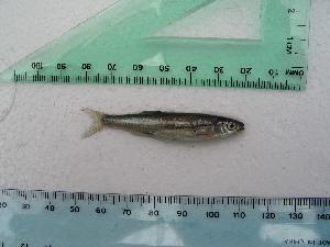  (Notropis rubellus - BCF-0069-1)  @13 [ ] Unspecified (default): All Rights Reserved  Unspecified Unspecified