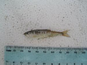  (Notropis stramineus - BCF-0071-1)  @13 [ ] Unspecified (default): All Rights Reserved  Unspecified Unspecified