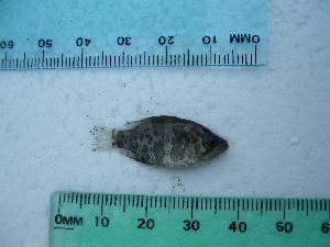  (Ambloplites rupestris - BCF-0159-1)  @12 [ ] Unspecified (default): All Rights Reserved  Unspecified Unspecified