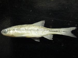  (Notropis anogenus - BCF-760-1)  @13 [ ] Unspecified (default): All Rights Reserved  Unspecified Unspecified