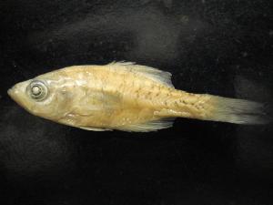  (Pomoxis annularis - BCF-778-1)  @11 [ ] Unspecified (default): All Rights Reserved  Unspecified Unspecified