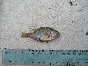  ( - BCF-0152-3)  @12 [ ] Unspecified (default): All Rights Reserved  Unspecified Unspecified