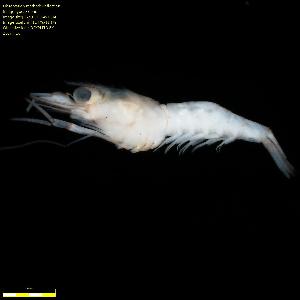  ( - BCS_0968)  @11 [ ] CreativeCommons - Attribution Non-Commercial Share-Alike (2018) Matthieu Leray Smithsonian Institution