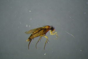  ( - BCFOR_2016_197)  @11 [ ] CreativeCommons - Attribution Non-Commercial Share-Alike (2016) SNSB, Staatliche Naturwissenschaftliche Sammlungen Bayerns ZSM (SNSB, Zoologische Staatssammlung Muenchen)