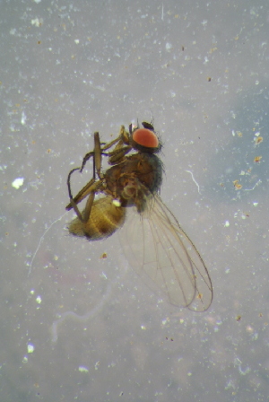  ( - BCFOR_2016_209)  @12 [ ] CreativeCommons - Attribution Non-Commercial Share-Alike (2016) SNSB, Staatliche Naturwissenschaftliche Sammlungen Bayerns ZSM (SNSB, Zoologische Staatssammlung Muenchen)